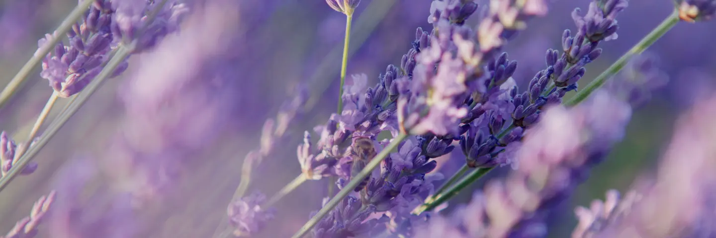 Lavendelblüten