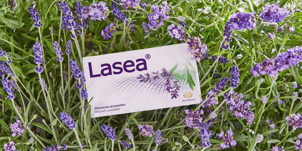 Lasea Packung in Lavendelfeld
