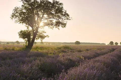 Sonnenuntergang hinter Baum über Lavendelfeld
