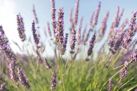 Echter Lavendel Lavandula angustifolia Mill.