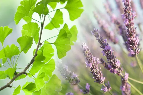 Lavendel und Ginkgo