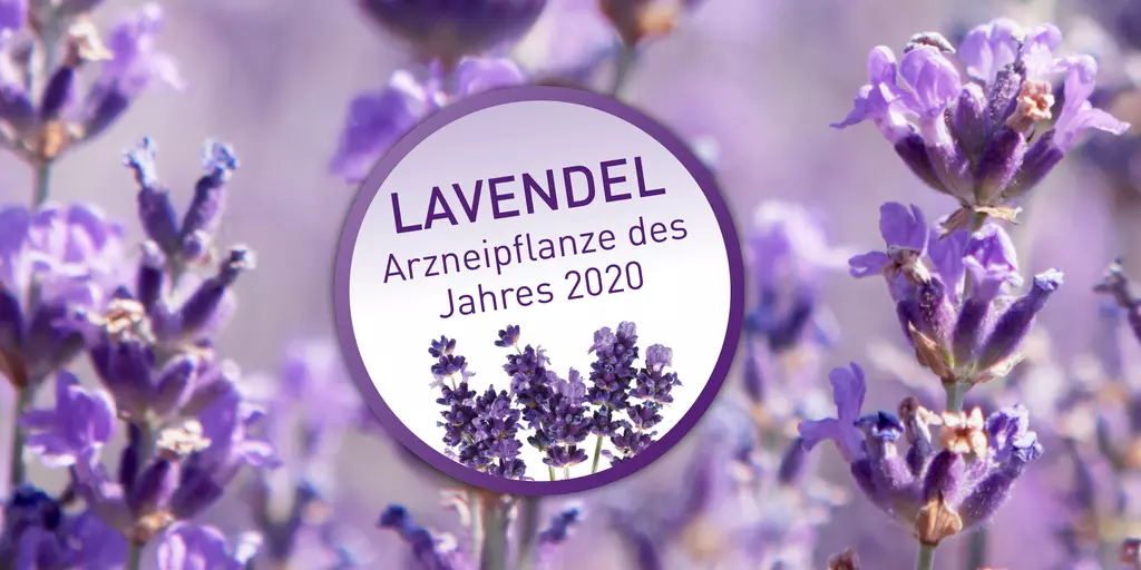 Lavendelblüten mit Icon Arzneipflanze des Jahres