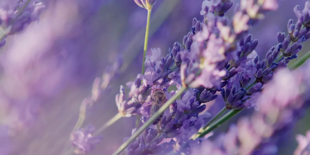 Lavendelblüten