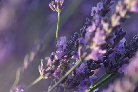 Lavendelblüten