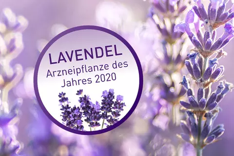 Lavendel_Arzneipflanze_des_Jahres