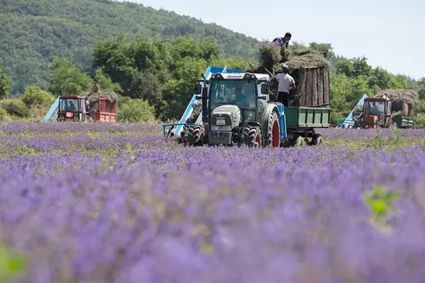 Lavendelernte mit Traktor