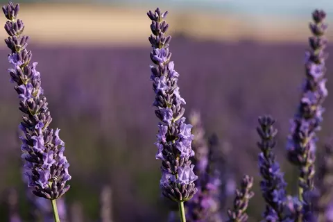 Klassicher Provence-Lavendel Lavandin Lavandula hybrida