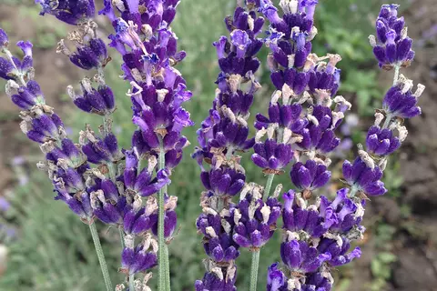 Speik-Lavendel Lavandula latifolia