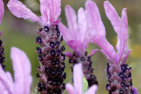 Schopf-Lavendel Lavandula stoechas
